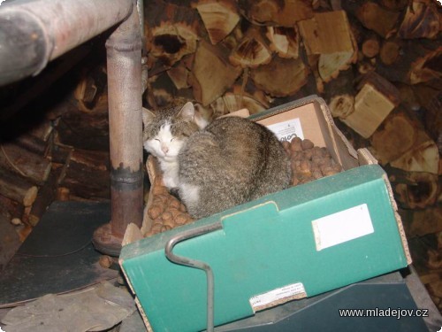 Fotografie Nejdůležitější tvor v&nbsp;Mladějově je kocour Matěj. Tuto zimu se rozhodl prospat na horkovodním kotli v&nbsp;krabici ořechů.
