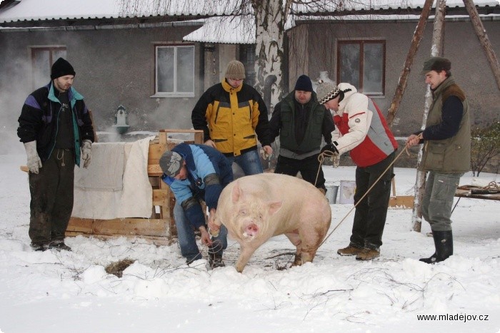 Fotografie Uskutečnila se i první mladějovská zabijačka