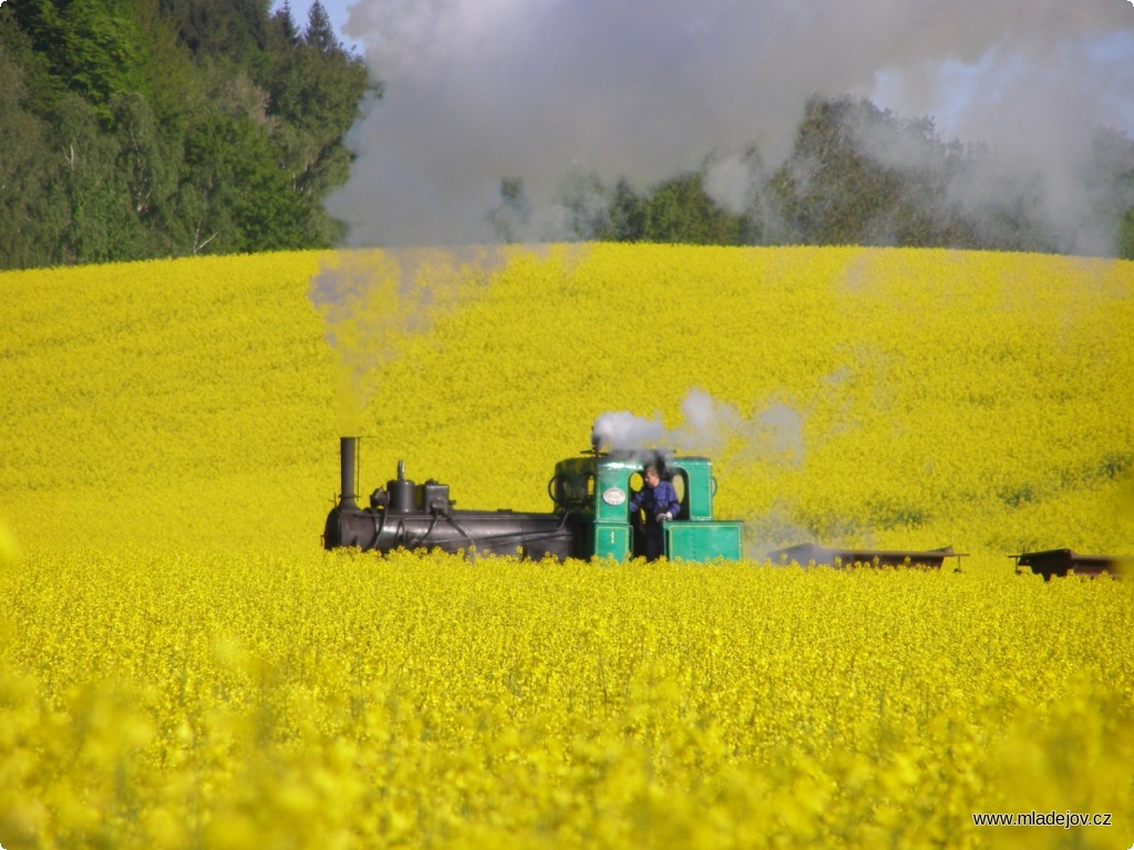 Fotografie Jednička s&nbsp;nákladním vlakem doslova plující záplavou kvetoucí řepky.